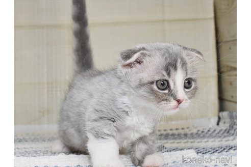 成約済の愛知県のスコティッシュフォールド(折れ耳)-89100の3枚目